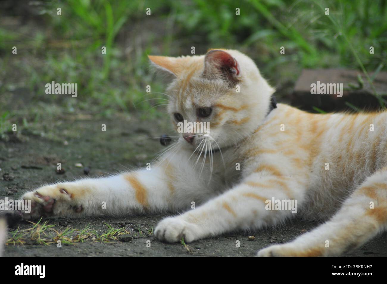 House Cat Playing At the park Stock Photo