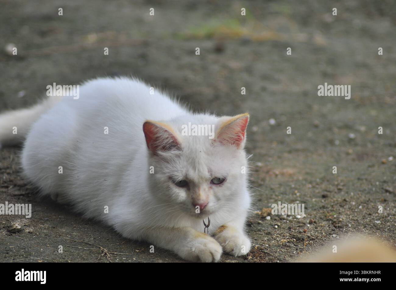 House Cat Playing At the park Stock Photo