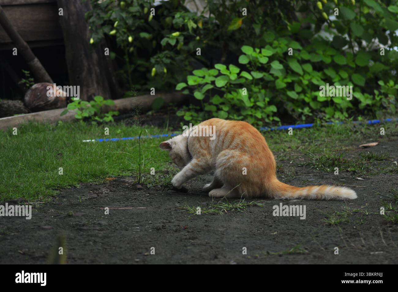 House Cat Playing At the park Stock Photo