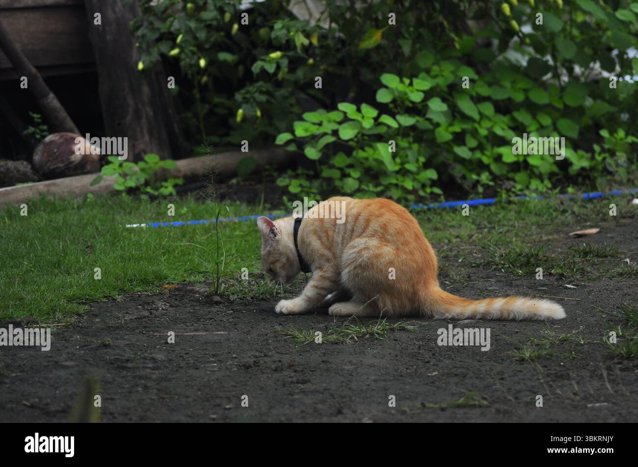 House Cat Playing At the park Stock Photo