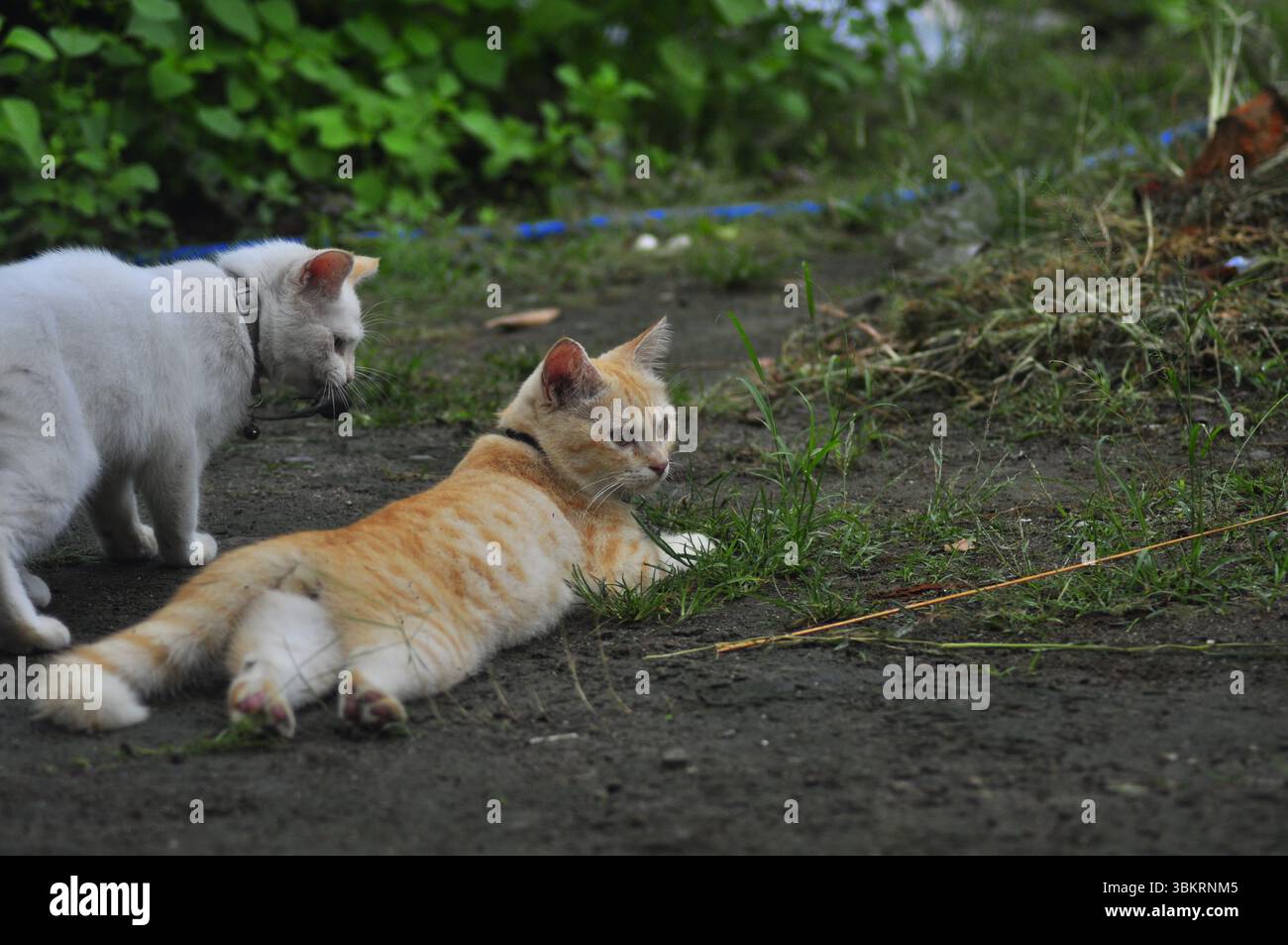 House Cat Playing At the park Stock Photo