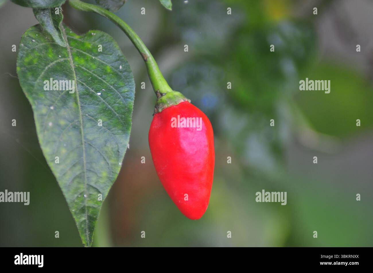 Organic chili paper in the botanical garden farming house Stock Photo ...