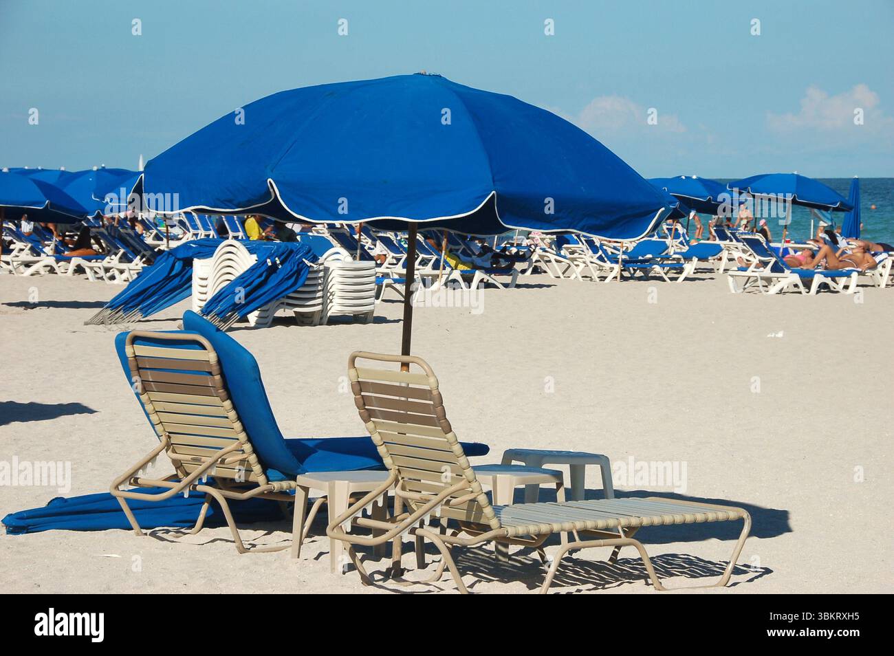 A beach in Miami with rows of blue sun loungers and umbrellas on white ...