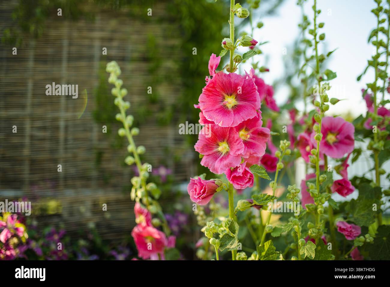 Garden fence with hollyhocks hi-res stock photography and images - Alamy