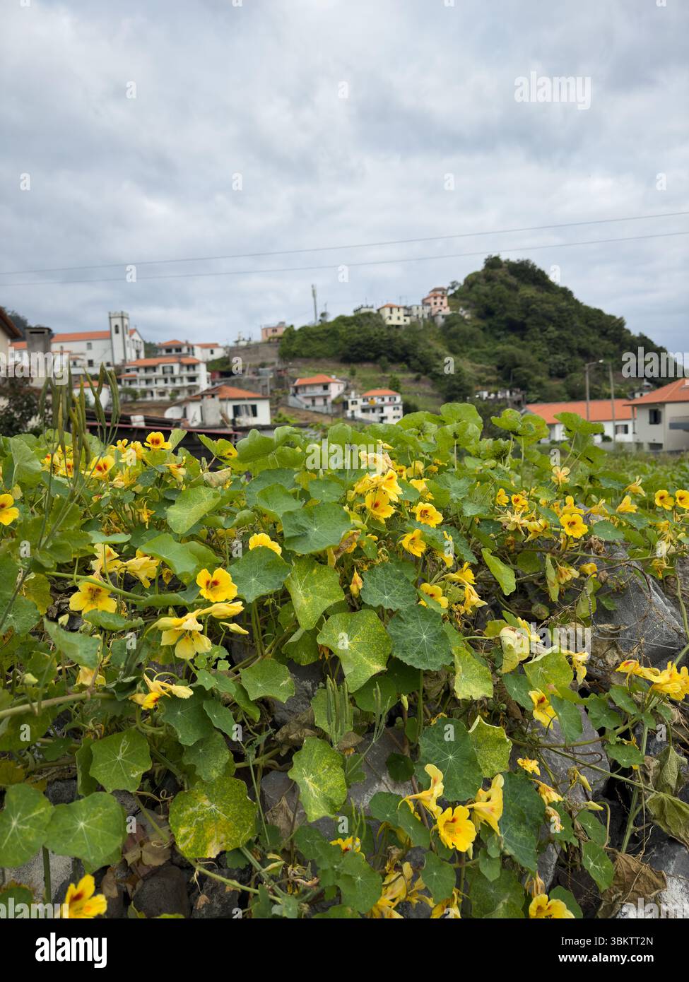 Nasturtium, scientifically known as Tropaeolum majus, and view from Levada da Rocha Vermelha in Madeira, Portugal. - Smartphone Captured Stock Image