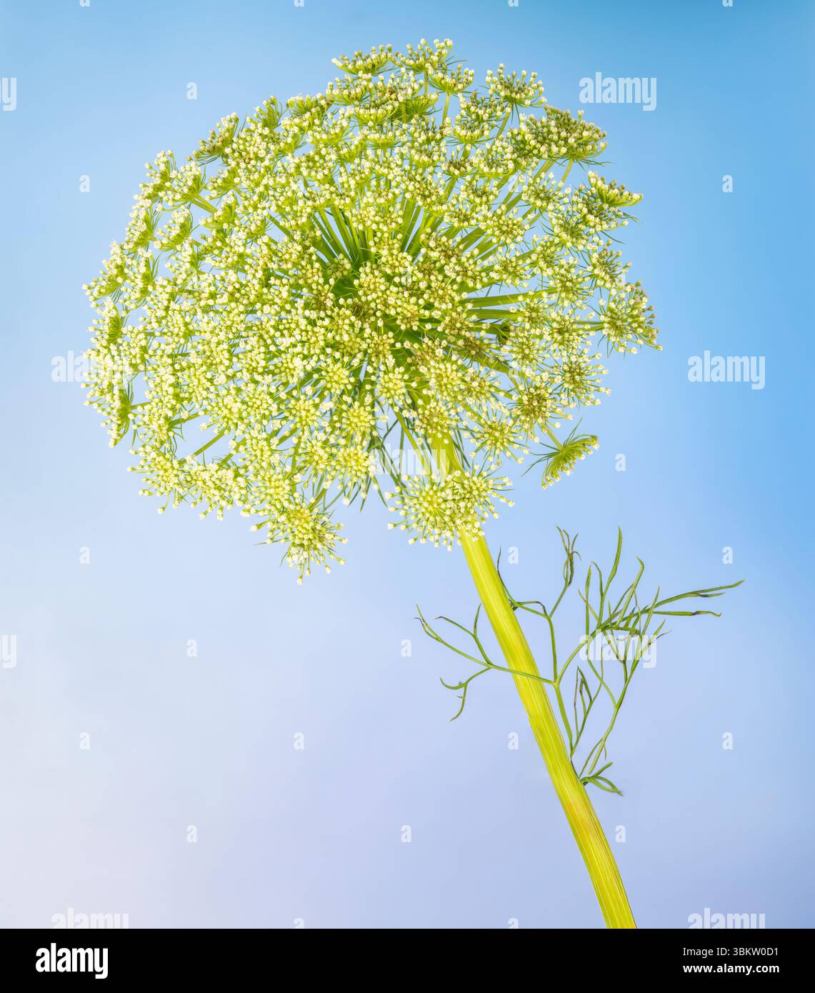 A close up of the flower of the Anise plant, photographed against a plain, pale blue, background Stock Photo