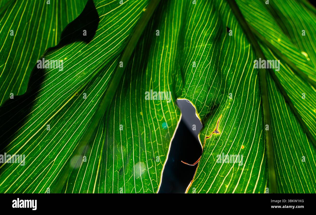 Delicate texture hi-res stock photography and images - Alamy
