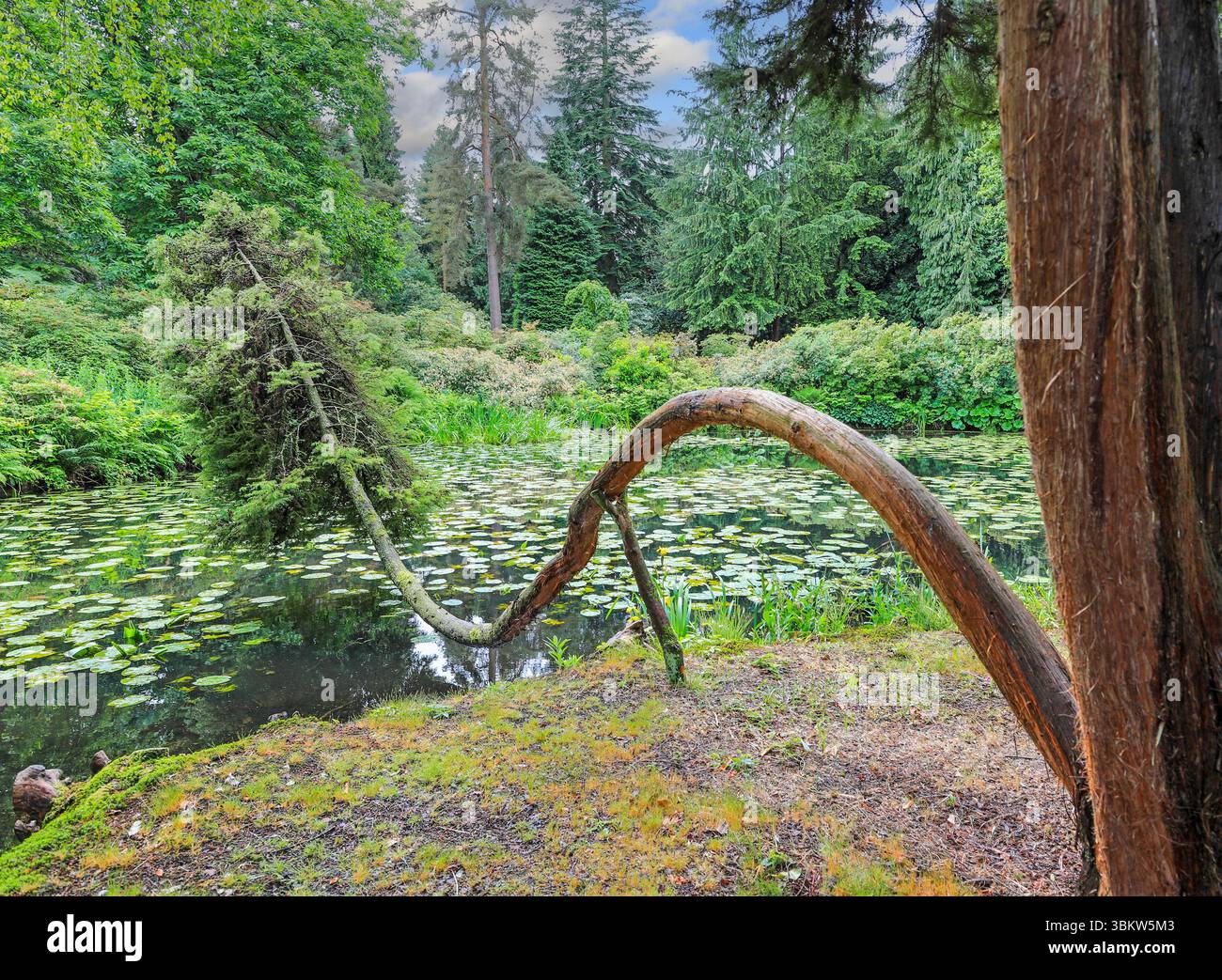 A curved branch of a Japanese Red Cedar (Cryptomeria japonica Elagans) in the Japanese Garden at Tatton Park, Cheshire England, UK Stock Photo
