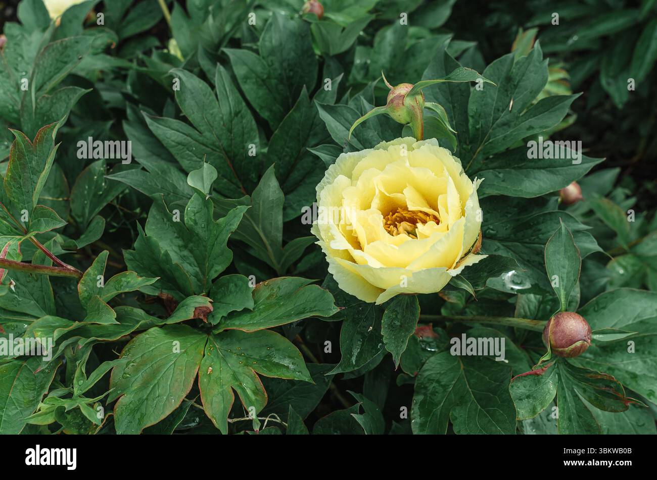 Ito hybrids hi-res stock photography and images - Alamy