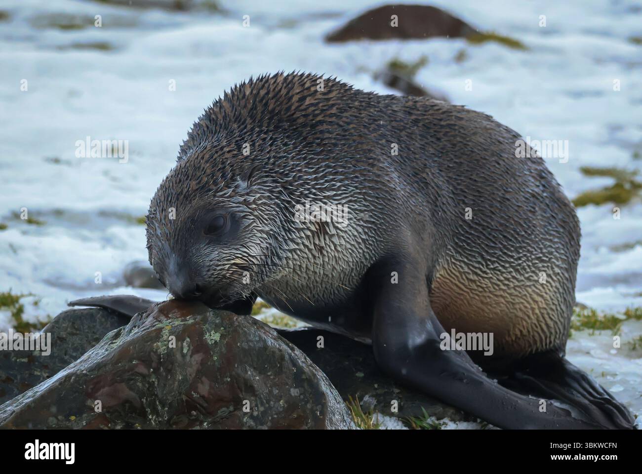 Fur Seal Pup Stock Photo