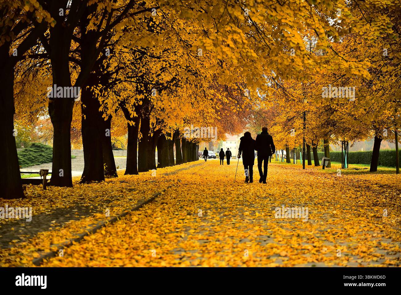 Silhouettes of people walking under yellow-leaved trees in autumn ...