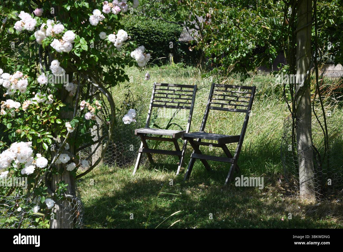 Rose garden Stock Photo