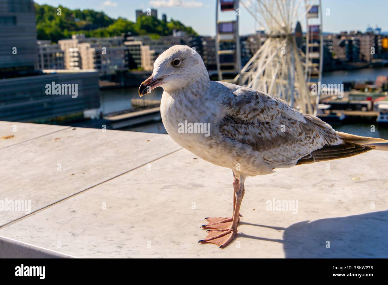 Seagull in Oslo harbour, Norway Stock Photo