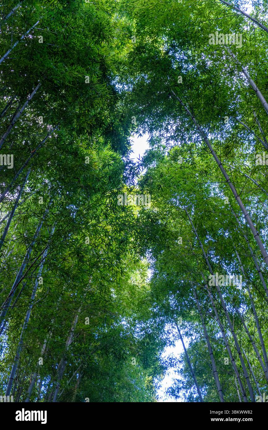 Looking up through a dense bamboo forest canopy. Stock Photo