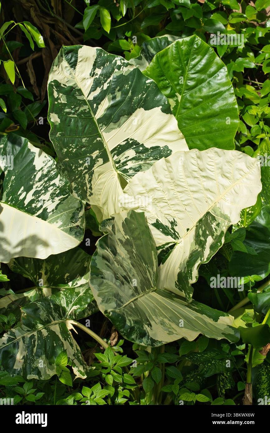 Variegated Taro variegated leaves of alocasia ( elephant ear, giant taro, giant ...