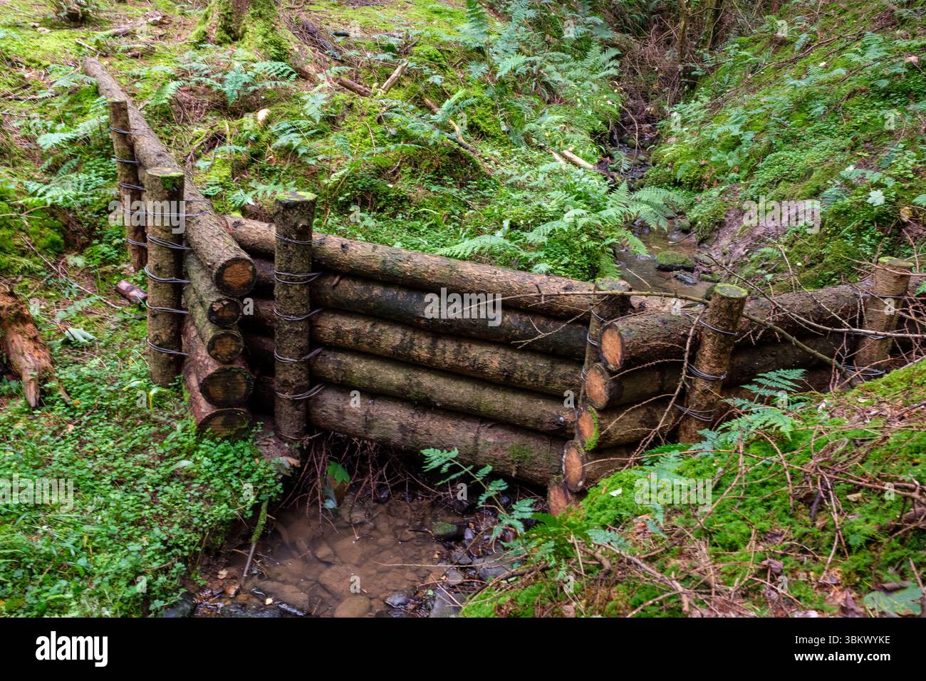 Log check dam built by conservationists in a forest stream for erosion ...