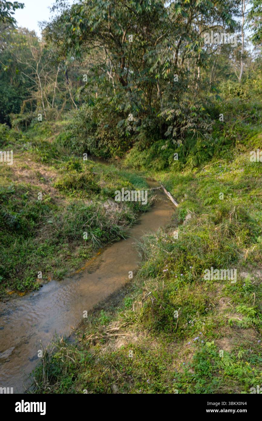 A small stream flows through a green forest clearing. Stock Photo