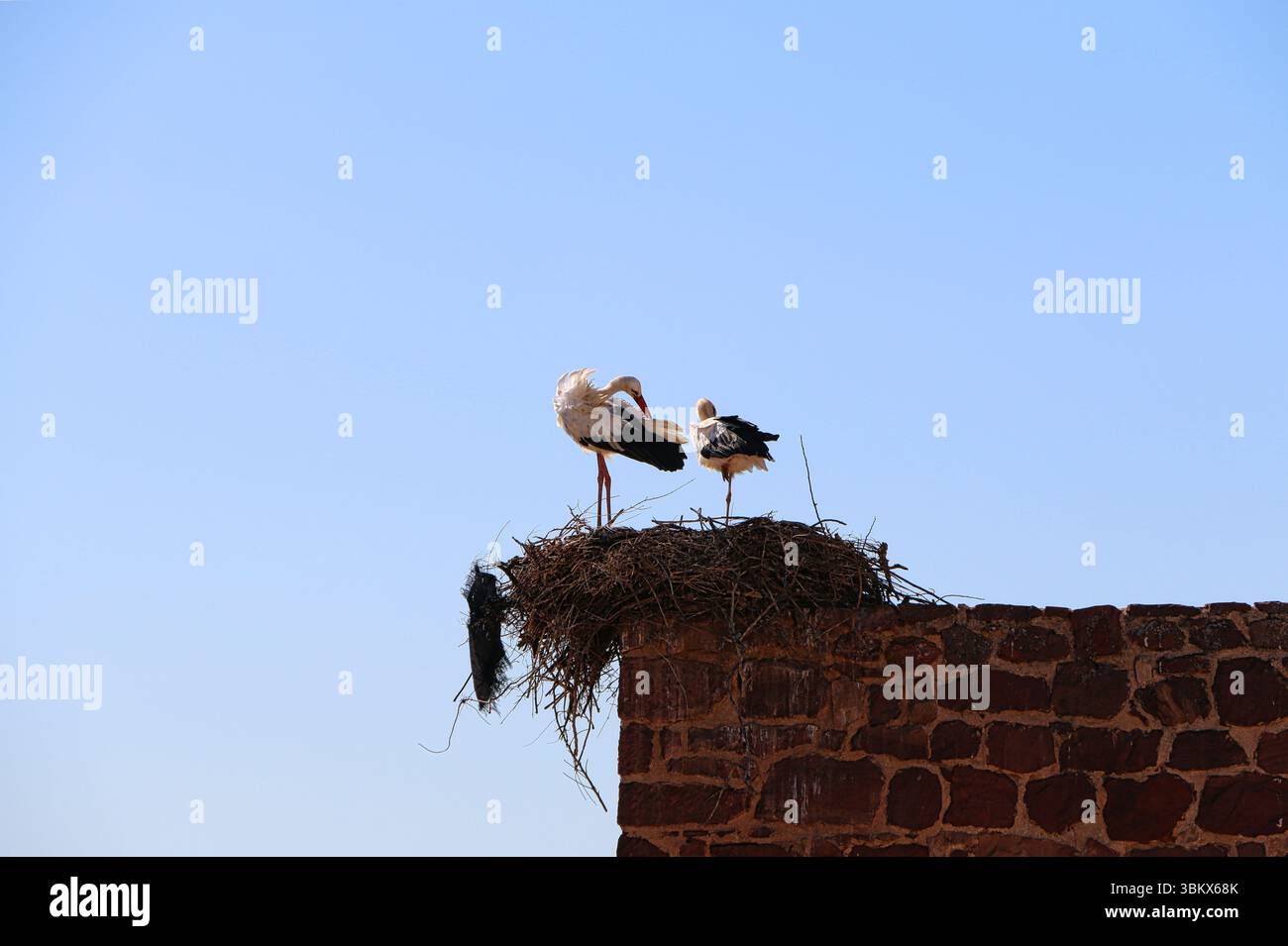 Stork young nesting on hi-res stock photography and images - Alamy