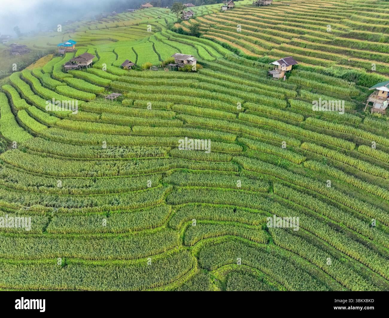 Aerial view of green rice terraces and small traditional huts in a ...