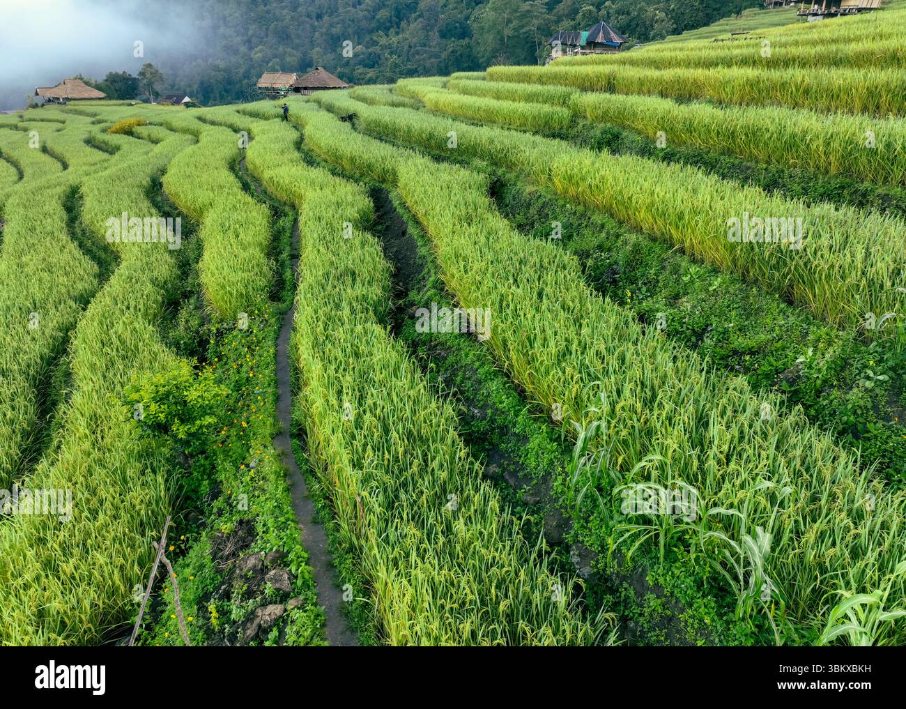 Aerial view of green rice terraces and small traditional huts in a ...