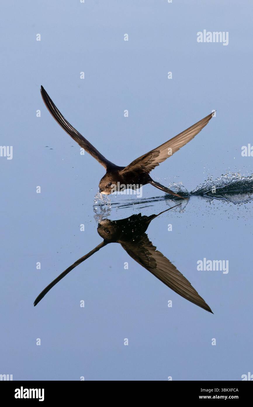 Common Swift (Apus apus) Norfolk June 2025 Stock Photo - Alamy