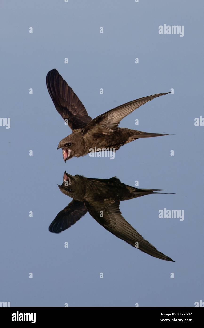 Common Swift (Apus apus) Norfolk June 2025 Stock Photo - Alamy