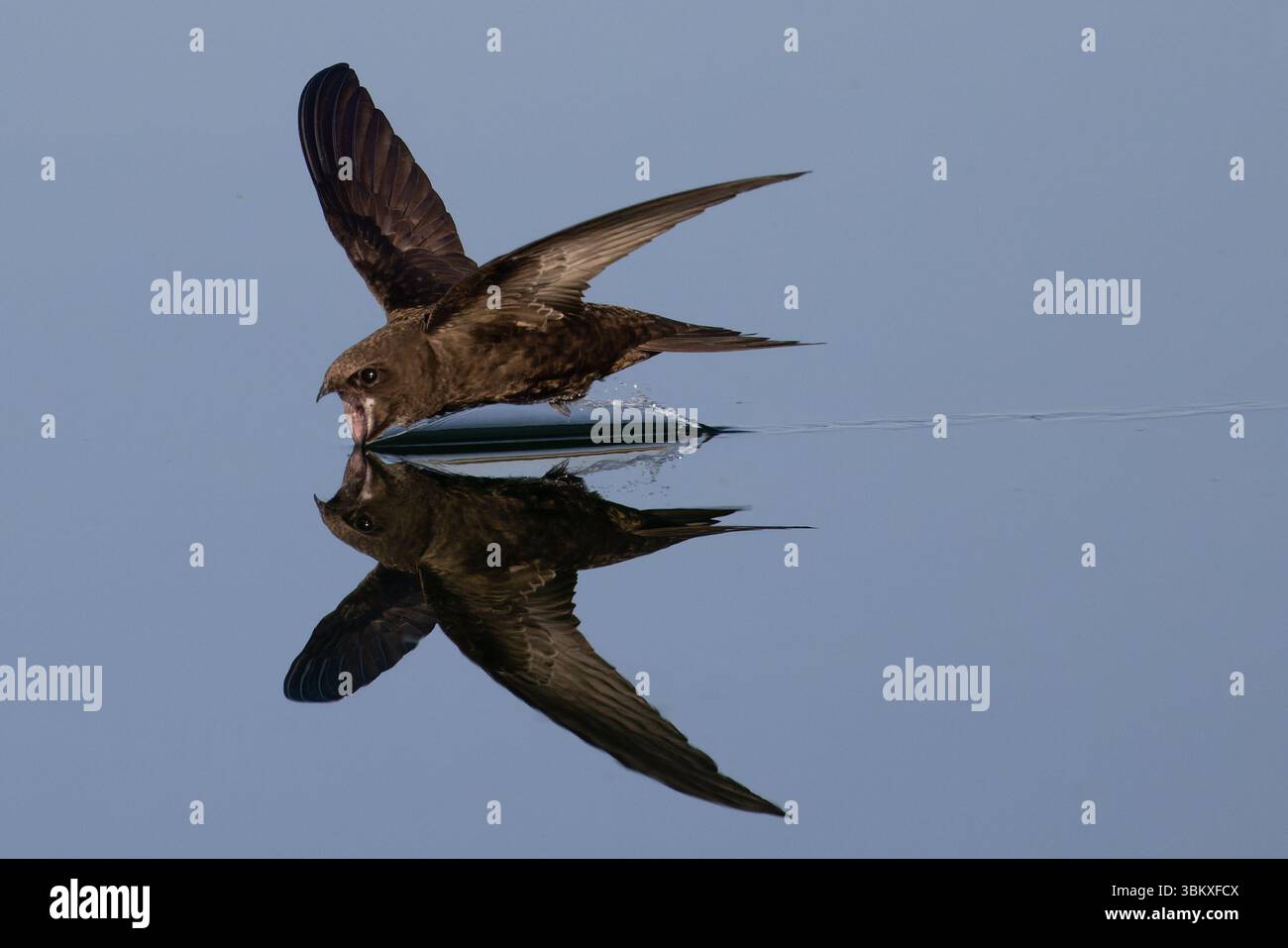 Common Swift (Apus apus) Norfolk June 2025 Stock Photo - Alamy