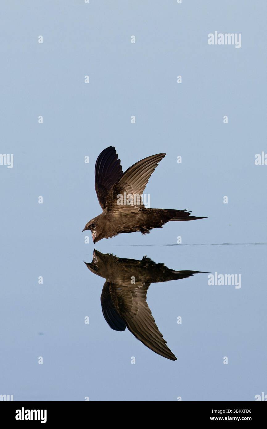 Common Swift (Apus apus) Norfolk June 2025 Stock Photo - Alamy