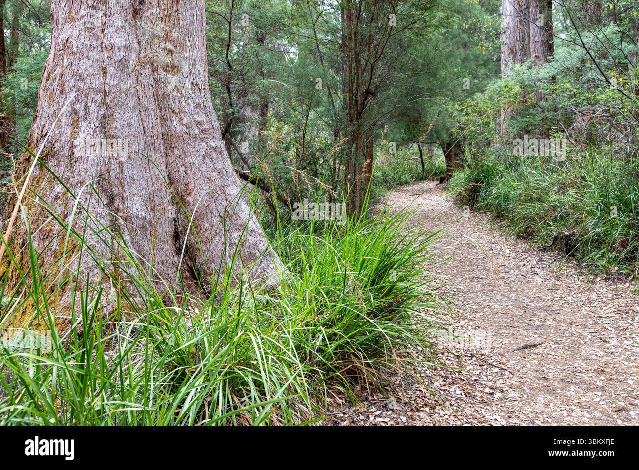 Gnarled trunk of an old Tingle tree (Eucalyptus jacksonii) in the ...