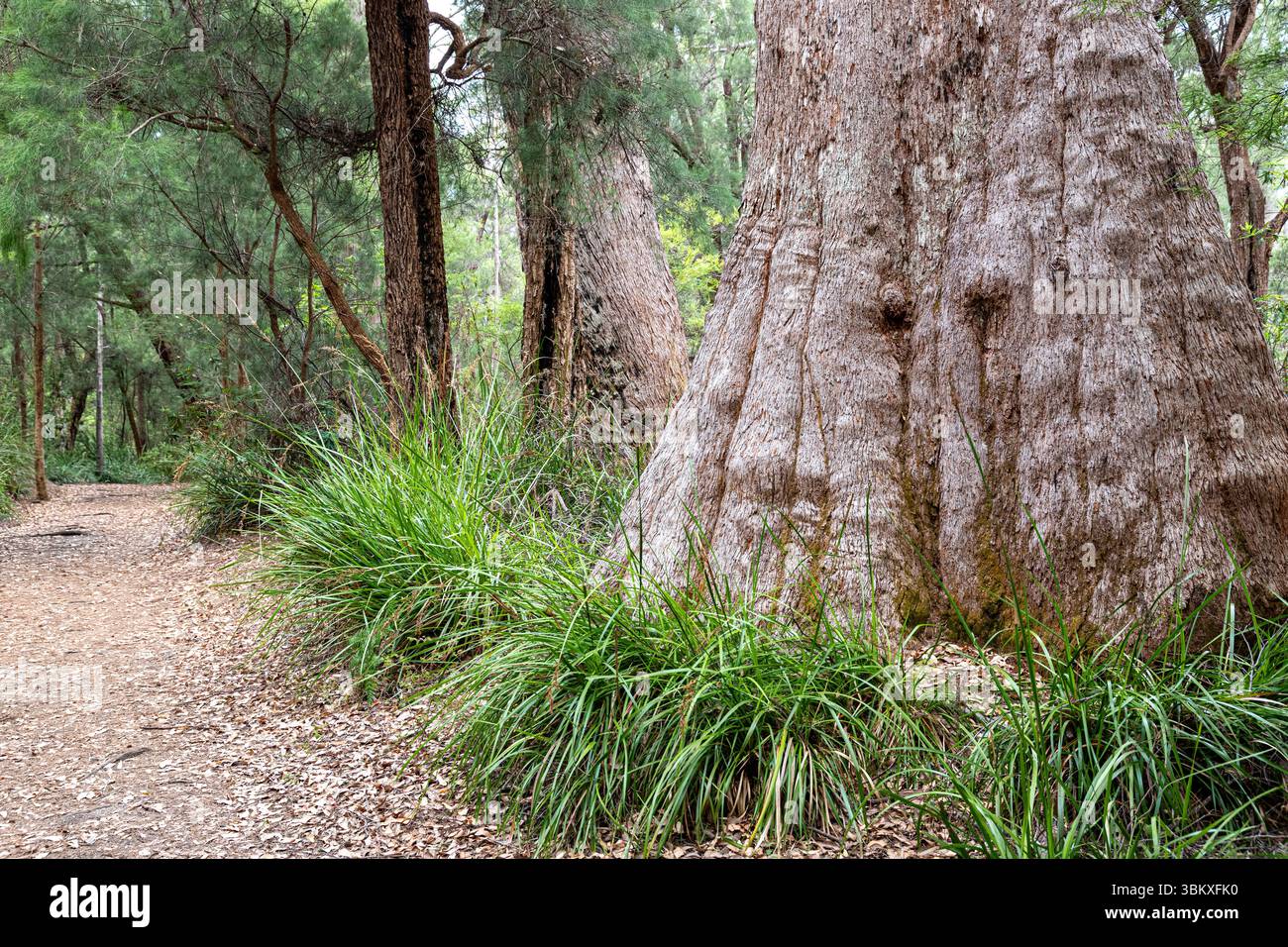 Gnarled trunk of an old Tingle tree (Eucalyptus jacksonii) in the ...