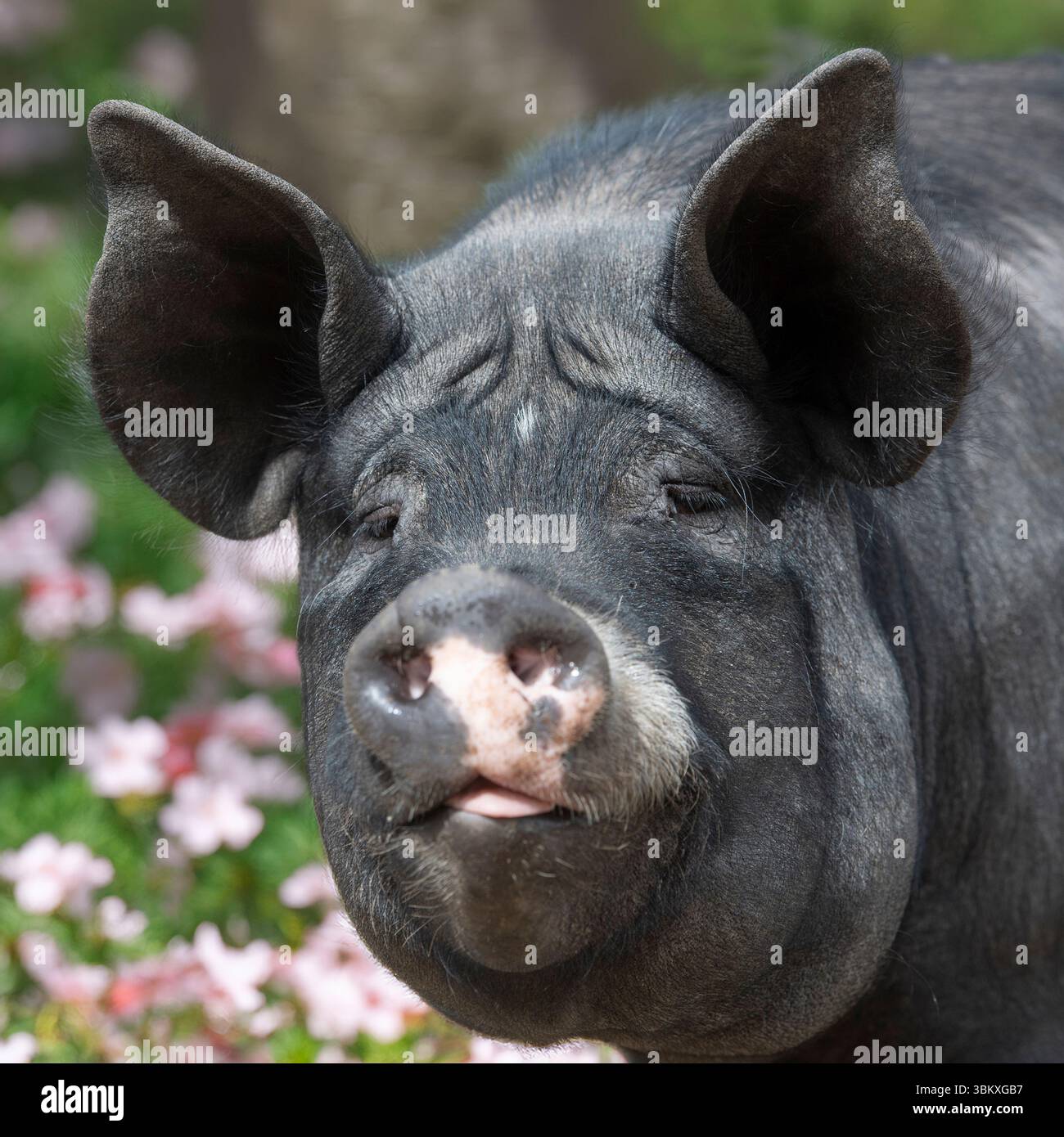 Large Black Pig Stock Photo