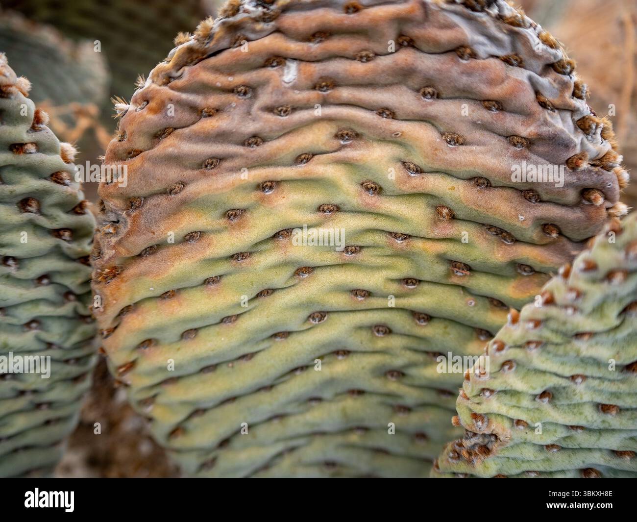 A close-up shot of a cactus pad, showcasing its unique texture and ...
