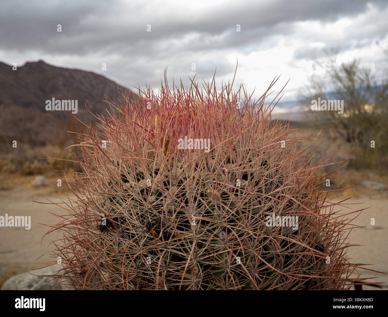 A close-up shot of a barrel cactus with long, sharp spines, set against a backdrop of mountains and a cloudy sky, showcasing the plant's adaptation to arid environments. Stock Photo