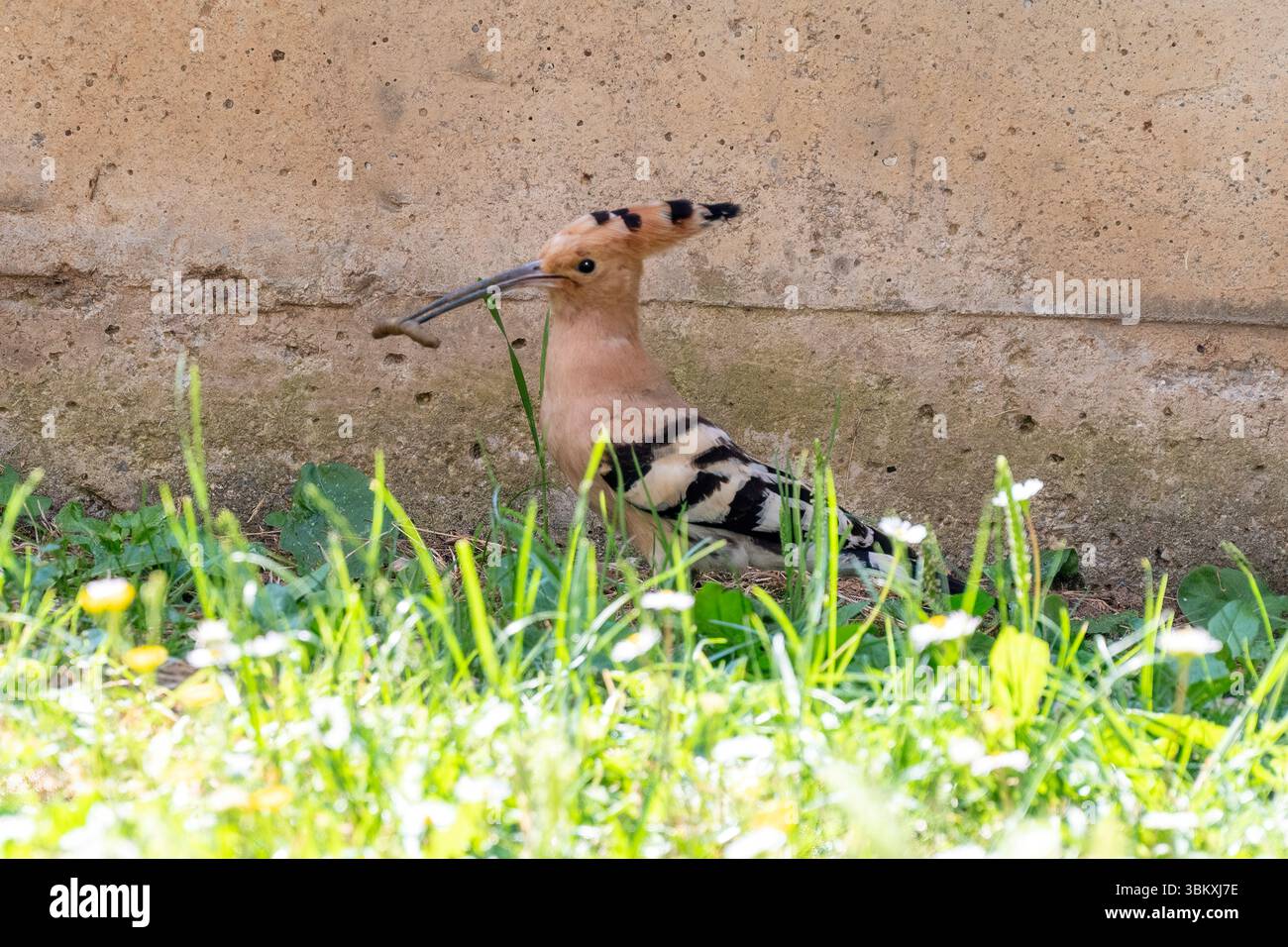 Eurasian Hoopoe, Upupa epops in Brescia, Lombardy, Italy Stock Photo