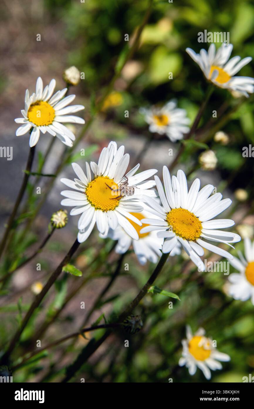 Close-up of daisies Stock Photo