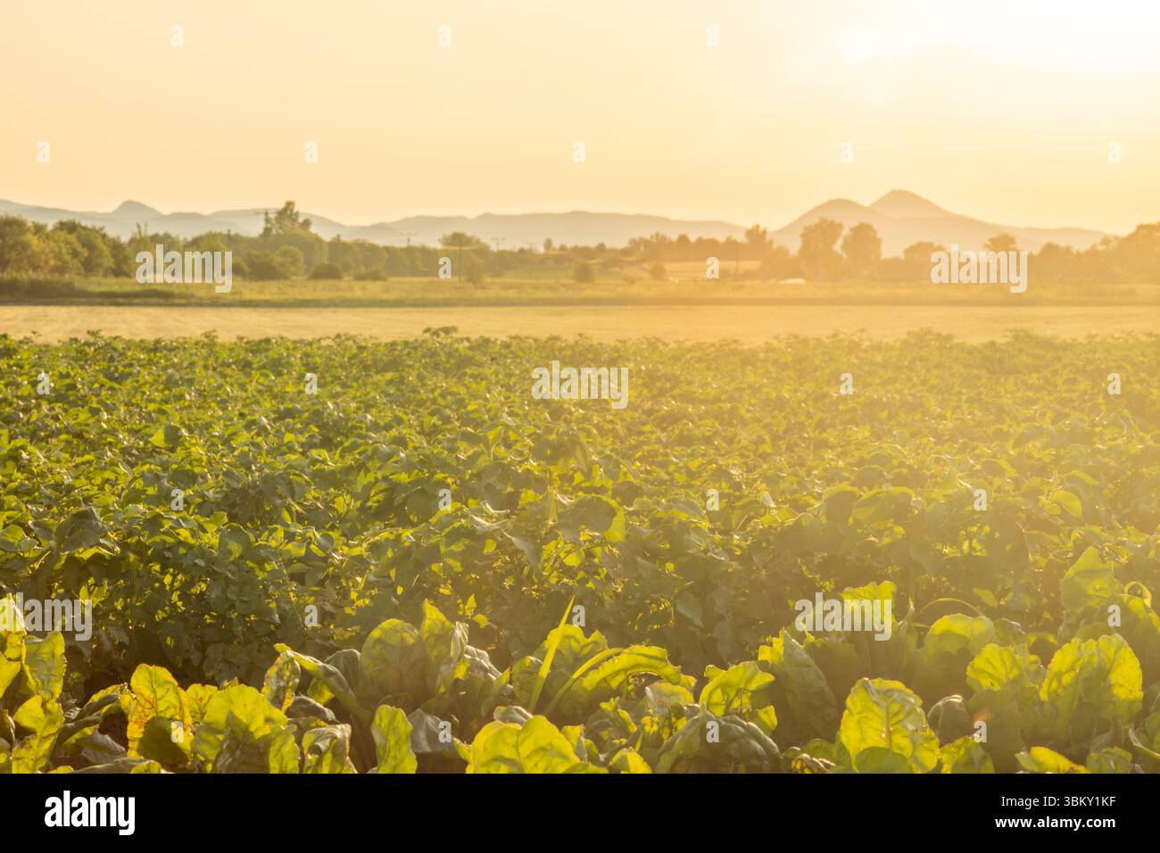 Hot summer dry sunset evening in Polabi area near Olesko village Stock Photo