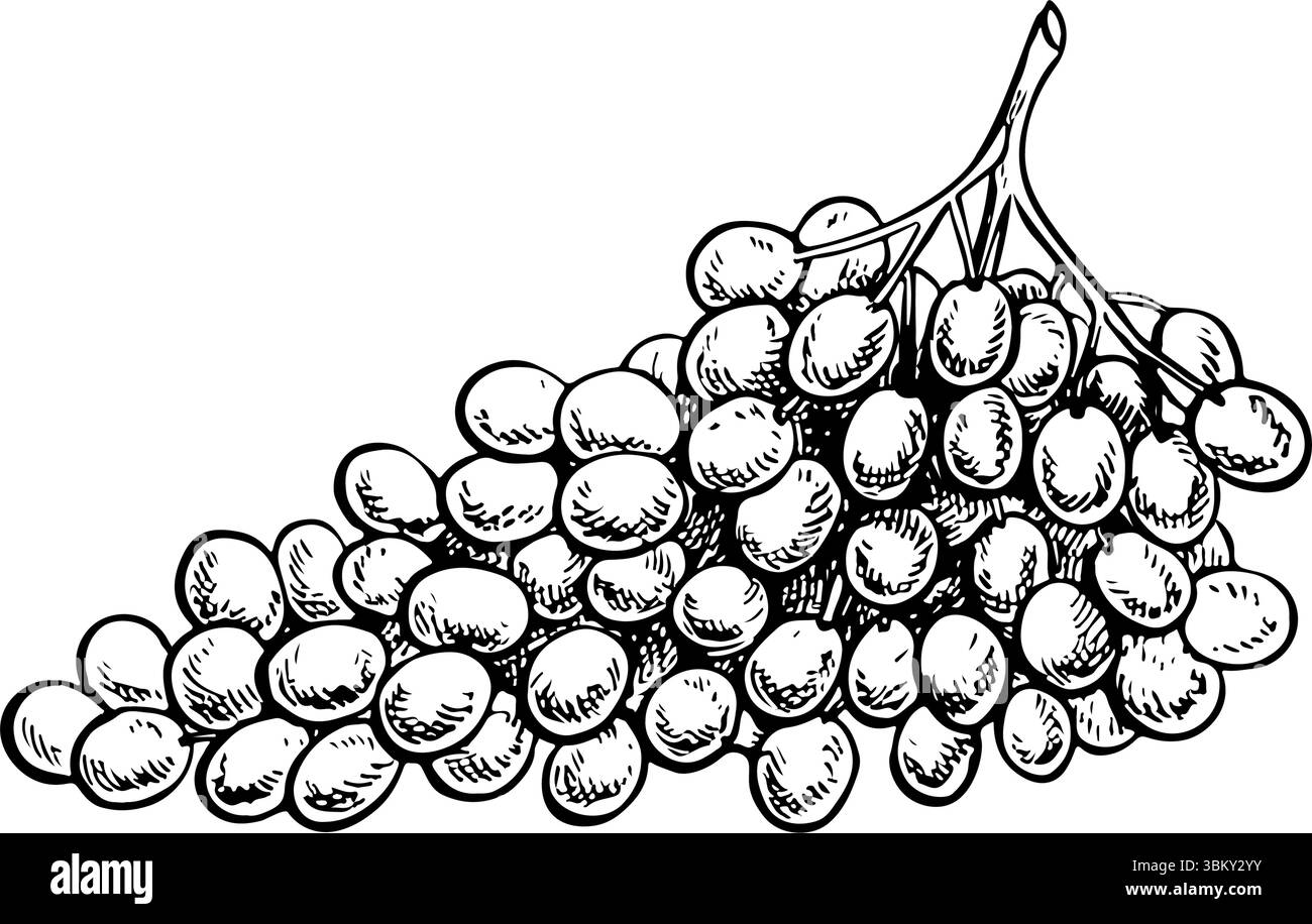 Grape bunch graphic Black and White Stock Photos & Images - Alamy