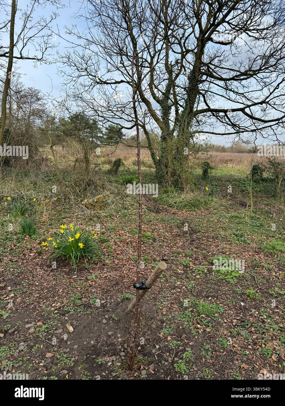 Small birch tree planted, Green Drive woodland, Lytham St Annes, Lancashire, England, UK - Smartphone Captured Stock Image