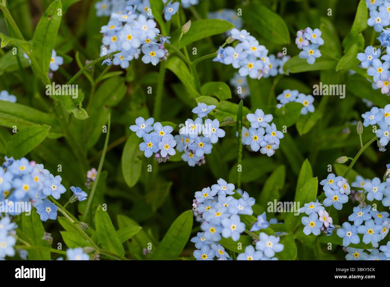 Surprising Forget Me Nots Myosotis Scorpioides Gallery