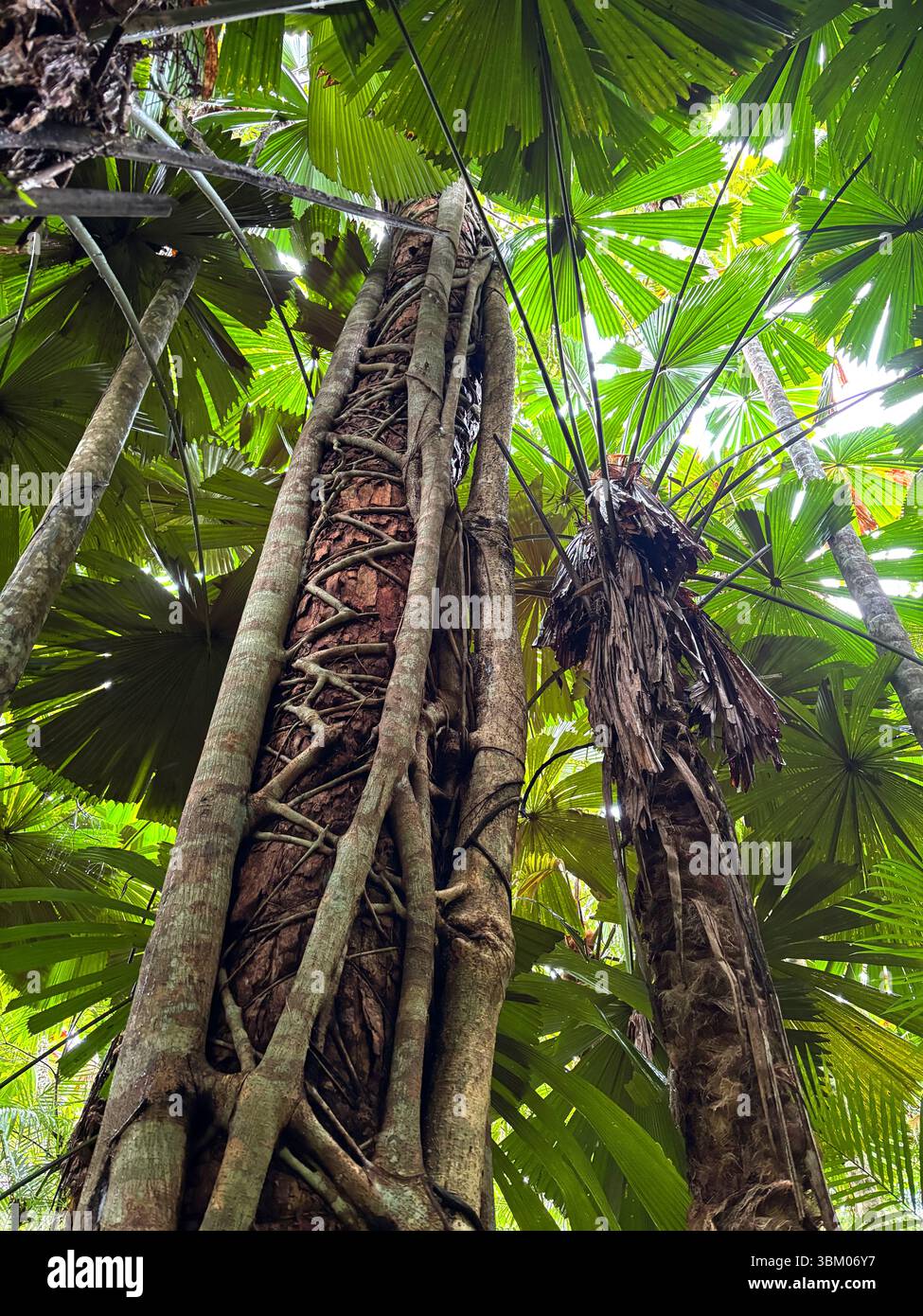Strangler fig on red beech tree, amongst fan palms (Licuala ramsayii), Djiru National Park, Mission Beach, Queensland, Australia - Smartphone Captured Stock Image