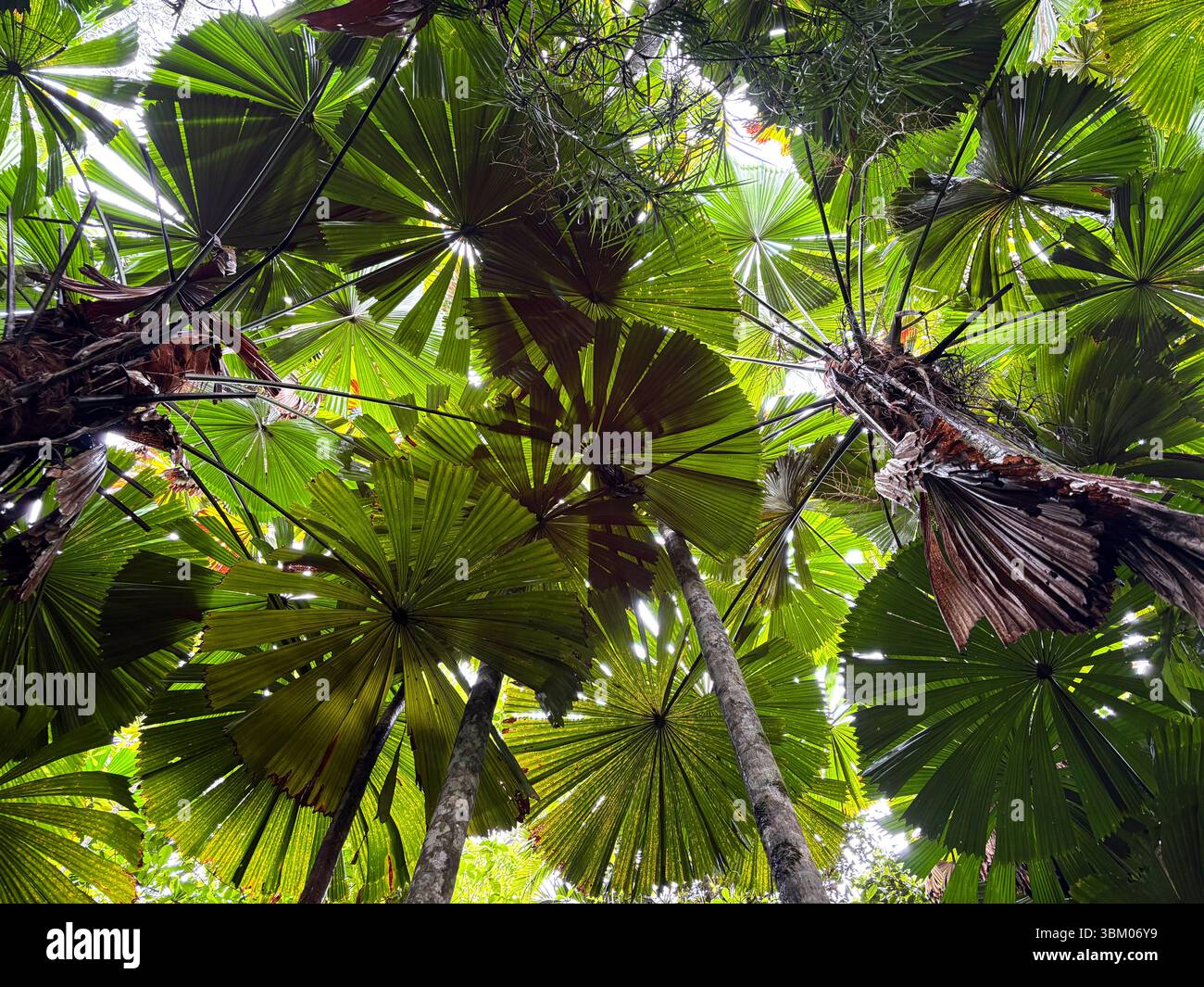 Fan palms (Licuala ramsayii) rainforest canopy, Djiru National Park, Mission Beach, Queensland, Australia - Smartphone Captured Stock Image