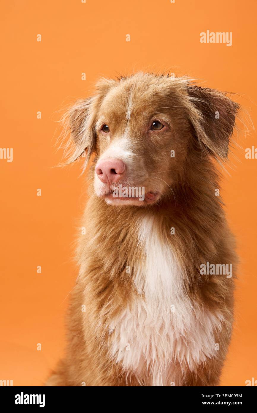 A Nova Scotia Duck Tolling Retriever looks up with a soft expression against an orange background in a studio. The warm tones and gentle gaze Stock Photo
