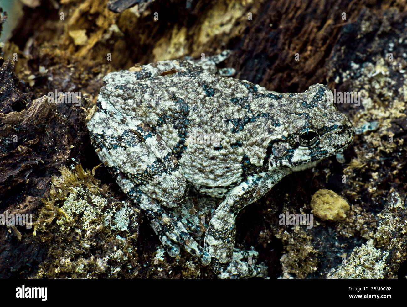 Grey Treefrog Stock Photo