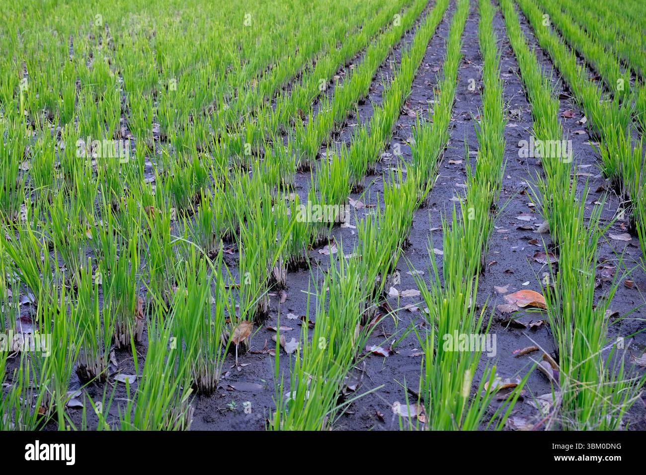 Rice paddy, Hida Folk Village, Hida No Sato, Takayama, Japan Stock ...