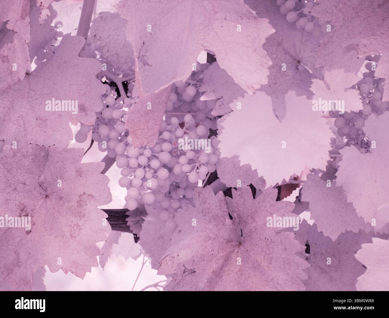 Italy, Pedemonte, Langhe. Infrared of grapes growing Stock Photo