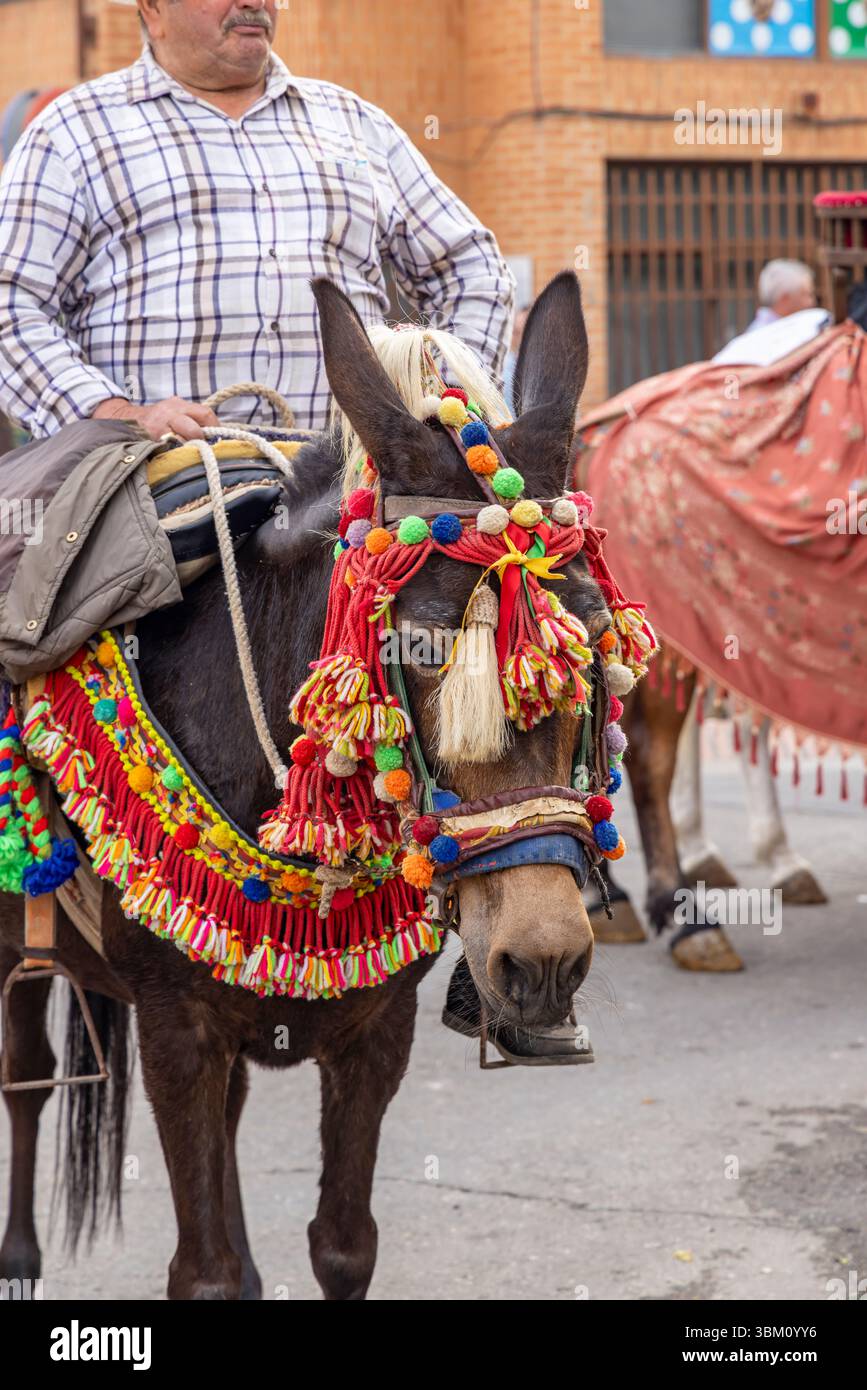 Andujar, Jaen Province, Andalusia, Spain. Man riding a mule in a ...