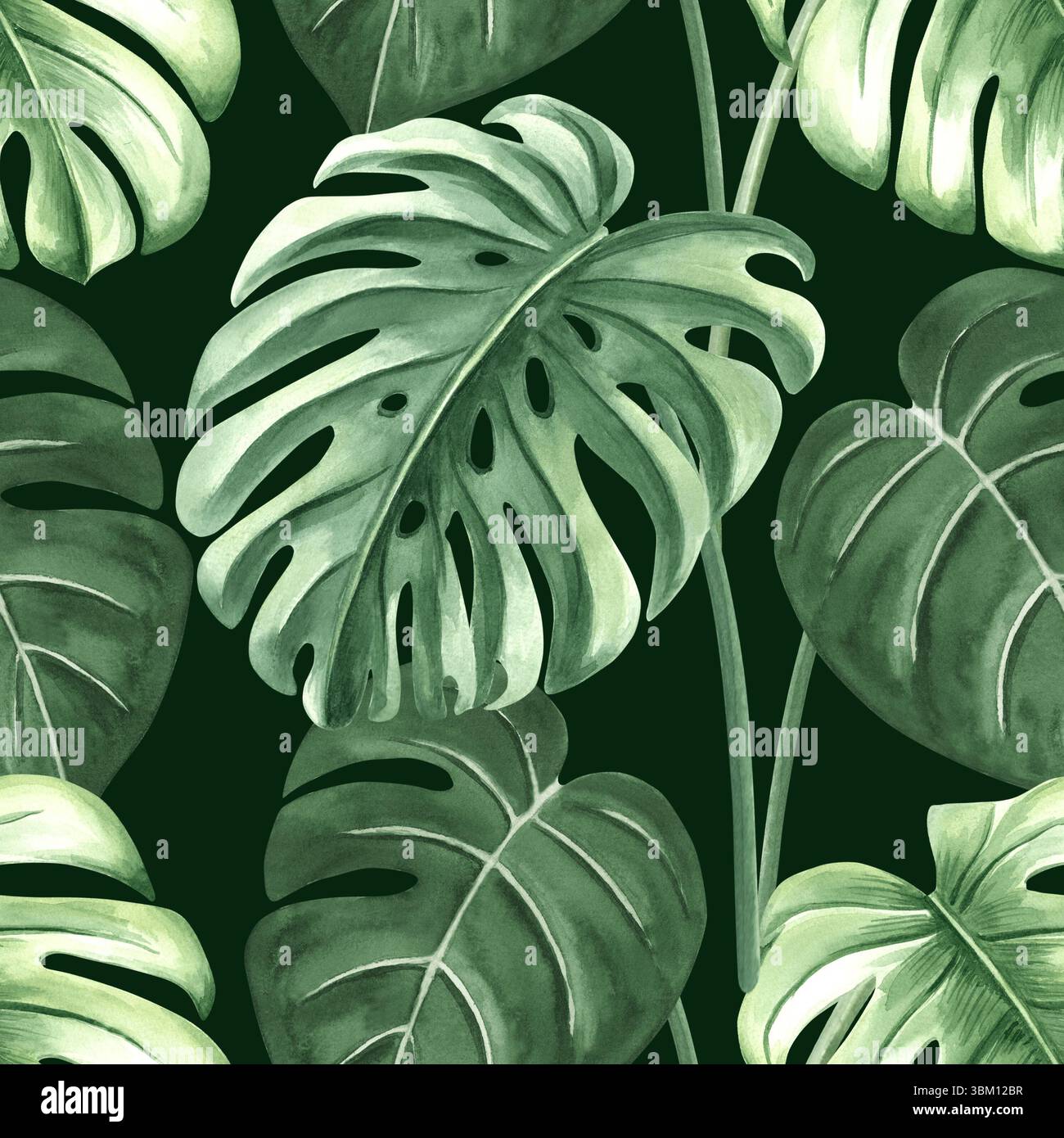 philodendron blizzard Philodendron Giganteum Blizzard Variegated Large – INDONESIAPLANTS main image 1
