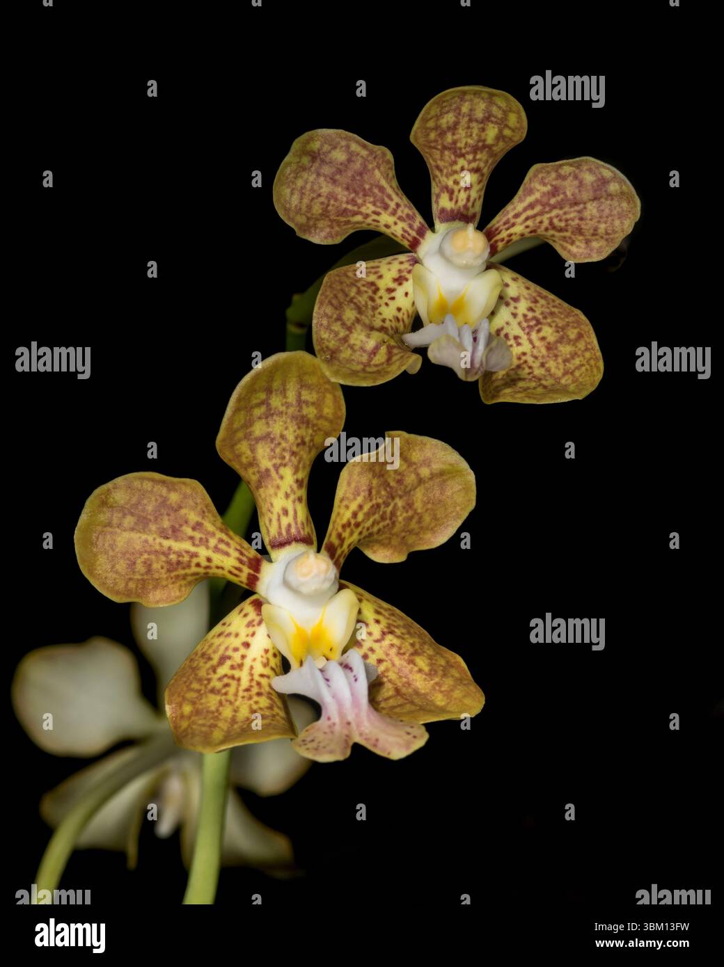 Encyclia orchids are unique among other genus, generally with similar flower shapes. Species generally differ by the uniqueness of colors and patterns Stock Photo