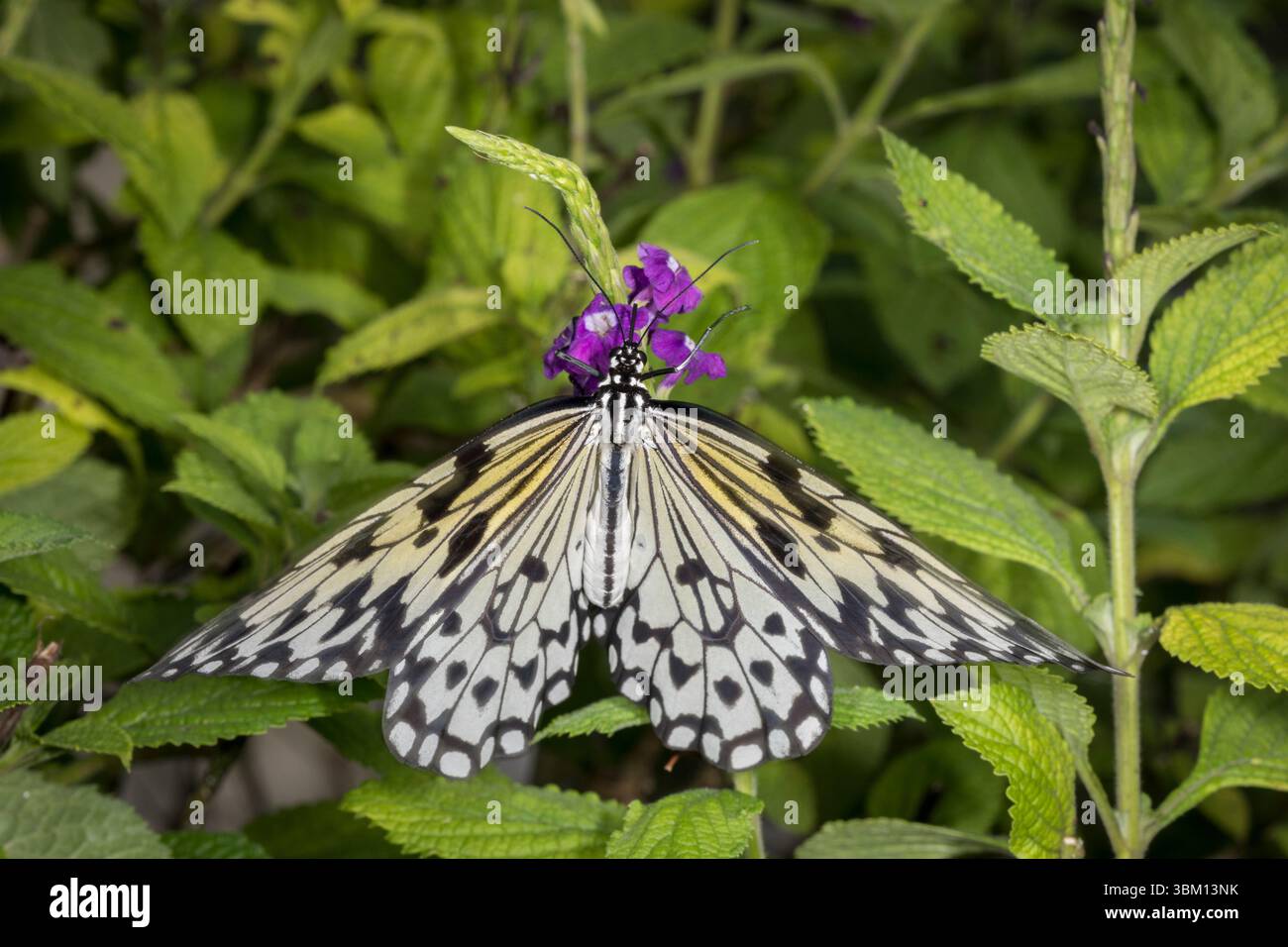 The large tree nymph, also known as the paper kite butterfly and rice paper butterfly, is native to Southeast Asia. Stock Photo