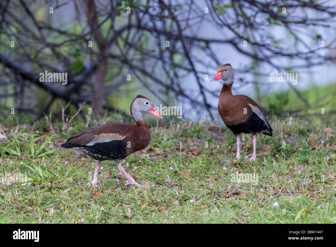Black-bellied tree ducks walks more capably than other ducks, due to ...